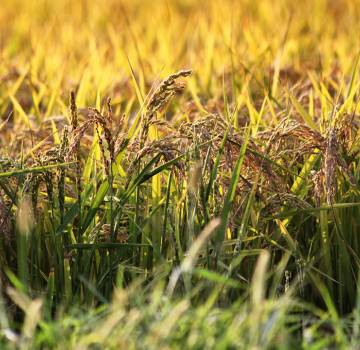 La Strada del Riso che porta ad Expo