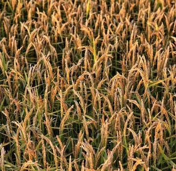 La Strada del Riso Piemontese diventa realtà