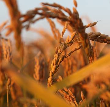 Strada del Riso Piemontese di Qualità