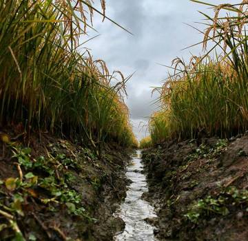 Strada del Riso Piemontese di Qualità