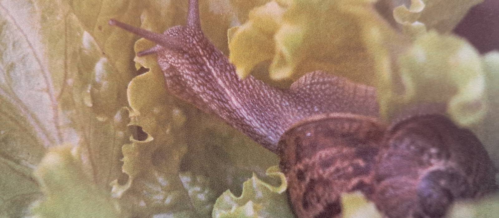 Strada del Riso Vercellese