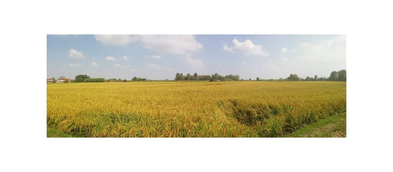 Strada del Riso Vercellese